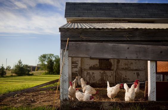 About chirashafarm Poultry