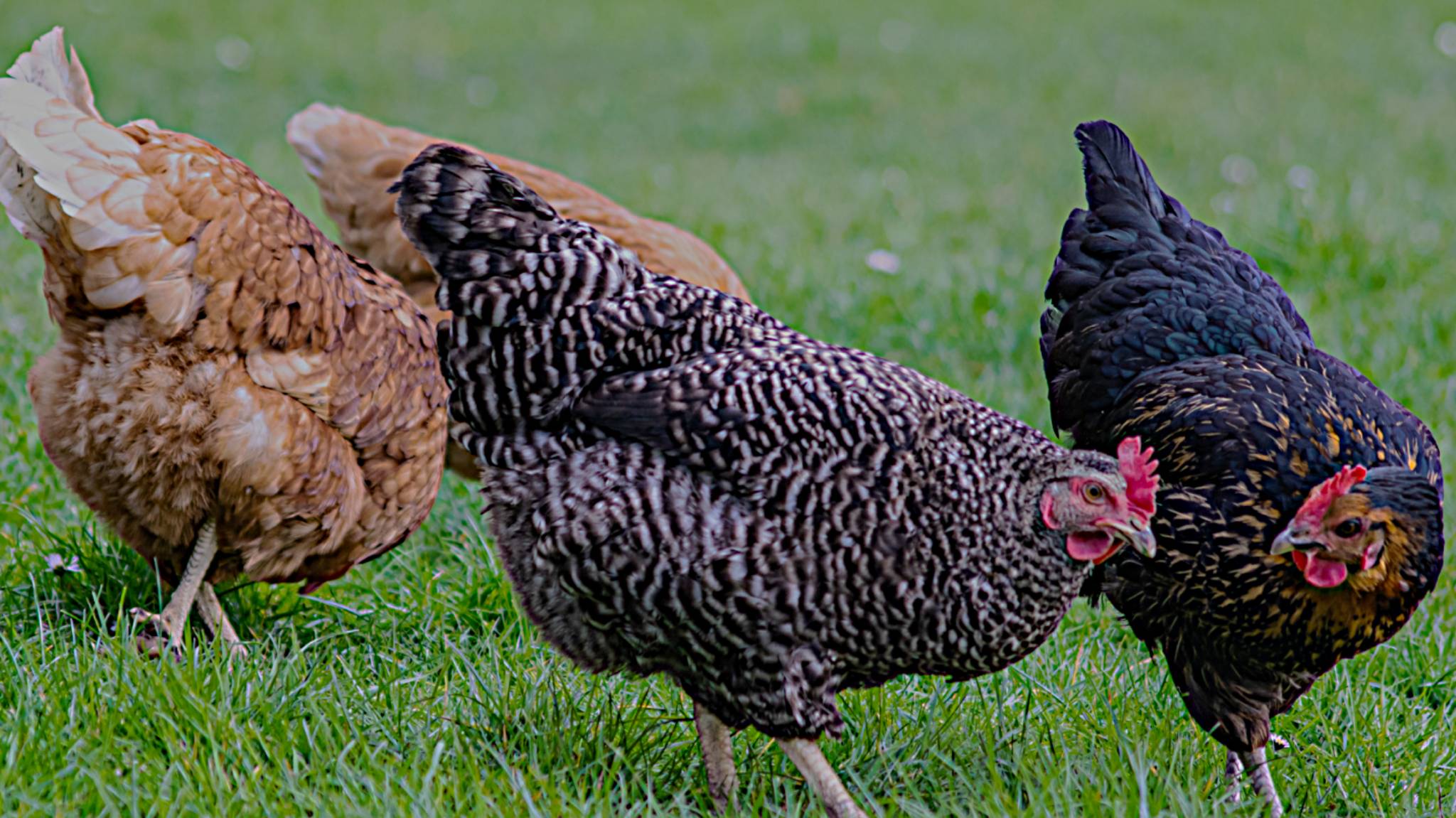 Featured Poultry Product